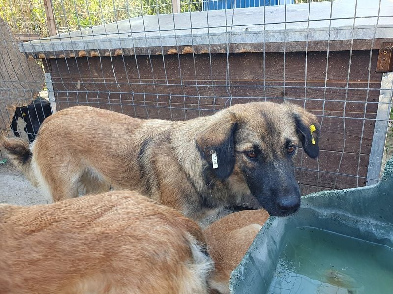 ♥KIKI♥ sanfte, ganz liebe, feinfühlige und nie aufdringliche Junghündin mit ganz weichem Fell 50 cm