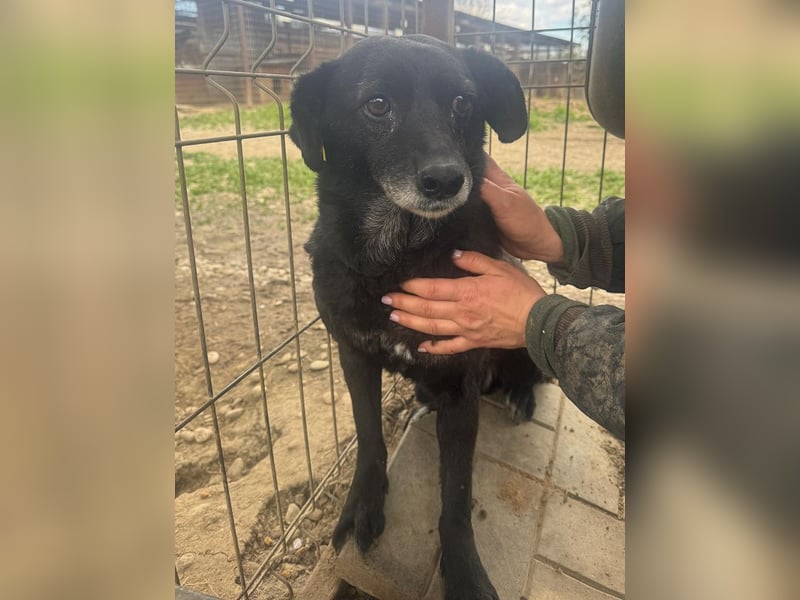 ♥TRUDI♥ süße, ruhige, zurückhaltende Hündin,die nicht auffallen will,um keine Probleme zu haben 47cm