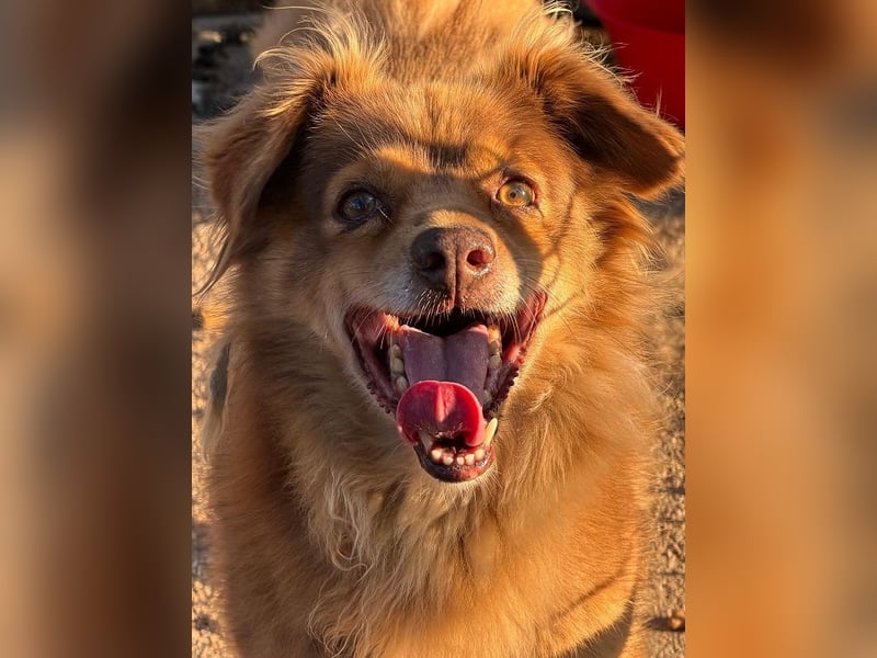 NOTFALL ♥BRUNO♥ hübscher, ruhiger, ganz lieber Hundeopi, der eine Familie hatte 43cm