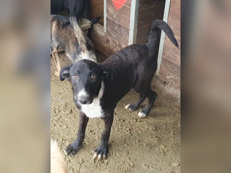 ♥MIRU♥ bezaubernder, lieber, zutraulicher, fröhlicher Jungrüde, der alles richtig machen möchte 47cm