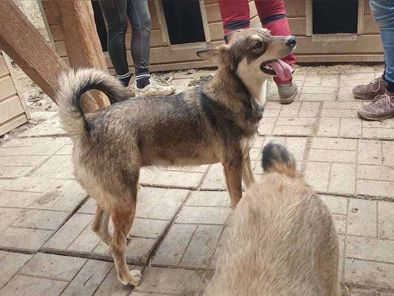 ♥NASIRA♥ fröhliche, verschmuste und aufgeschlossene Hundedame 50 cm