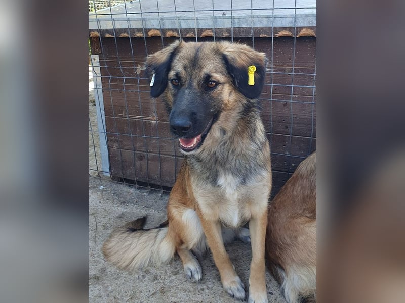 ♥KIKI♥ sanfte, ganz liebe, feinfühlige und nie aufdringliche Junghündin mit ganz weichem Fell 50 cm