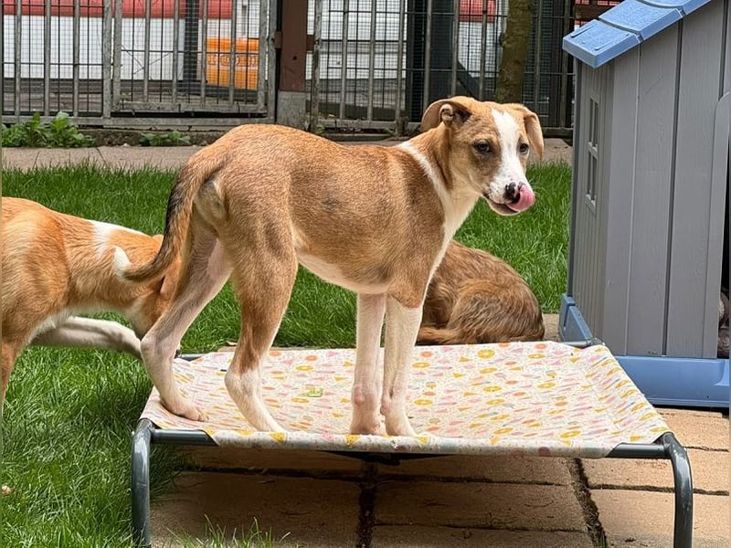 ♥HANJO♥ neu auf Pflegestelle bei Köln - zuckersüßer, sehr zutraulicher Welpe 49cm (wachsend)
