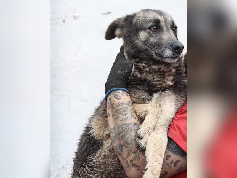⭐️GREY⭐️, besondere Hündin, 5 Jahre, 50 cm, Mischling, Tierschutz Rumänien