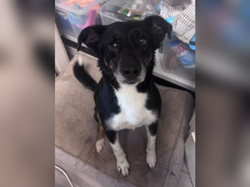 ♥MIMI♥ neu auf Pflegestelle bei Köln - sehr liebe, sanfte, ruhige und verschmuste Hündin 49 cm