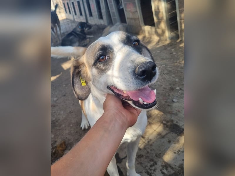 ♥KATJA♥ bezaubernde, verschmuste, geduldige Hündin mit besonderer Fellzeichnung 49 cm