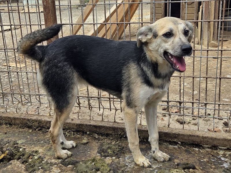 ♥ROXANA♥ wunderschöne, neugierige, liebevolle Juniorin 45 cm