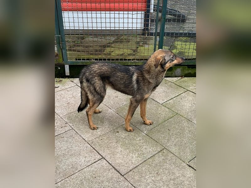 ♥FEE♥ auf Pflegestelle bei Köln - hübsche, ruhige, eher zurückhaltende, unkomplizierte Juniorin 49cm