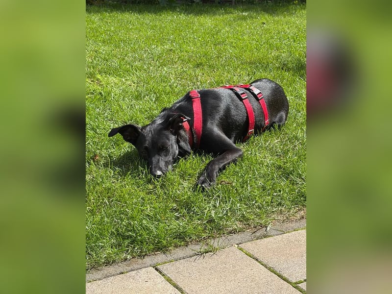 ♥SHADOW♥ verliert sein Zuhause bei Köln - süßer, verschmuster und temperamentvoller Junior 49cm