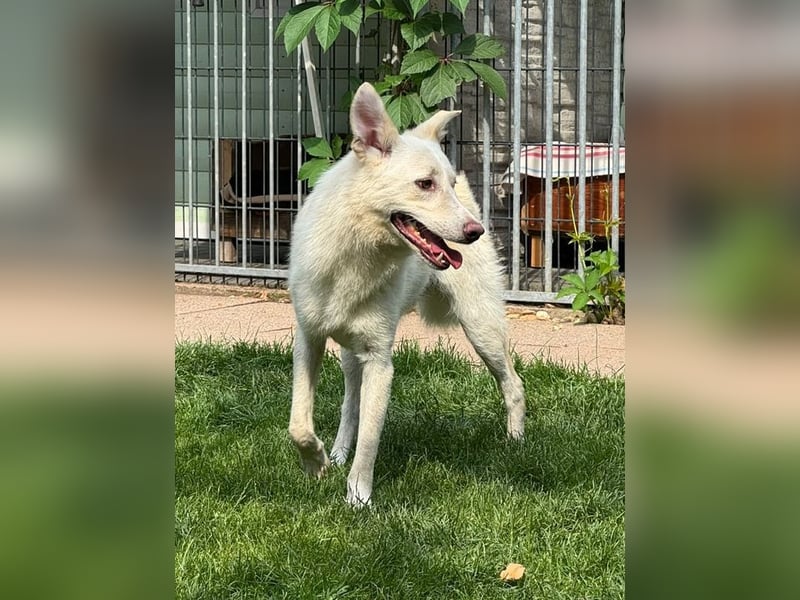 ♥BLANCO♥ auf Pflegestelle bei Köln - sportlicher, zarter, ganz lieber und sensibler Rüde 48cm
