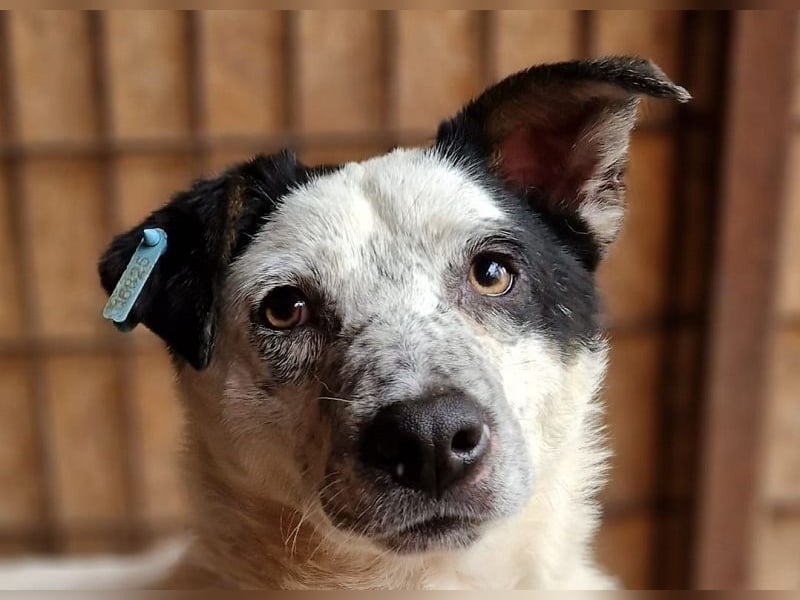 ♥KOBOLD♥ hübscher, sehr lieber Rüde 45 cm - wer schenkt ihm ein Zuhause?