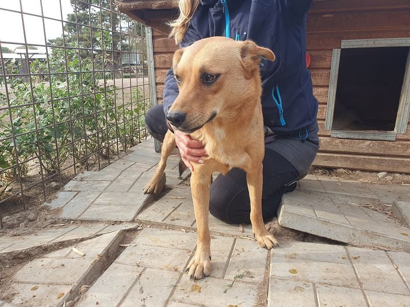 ♥PAULA♥ hübsche, sehr liebe, noch etwas zurückhaltende Zuckerschnute 46 cm