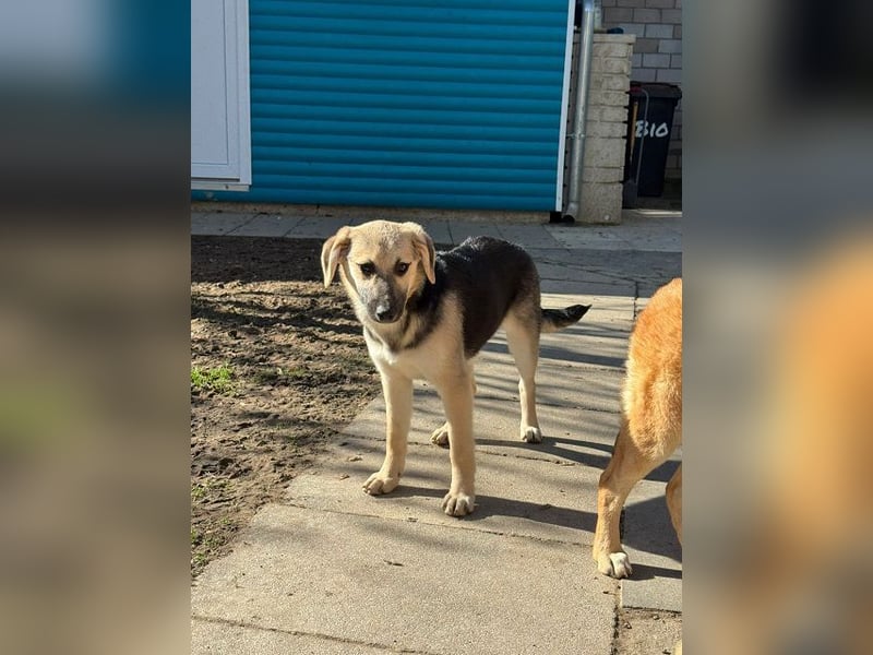 ♥DINA♥ auf Pflegestelle bei Köln-hübsches, liebes, verspieltes Welpenmädchen 42cm