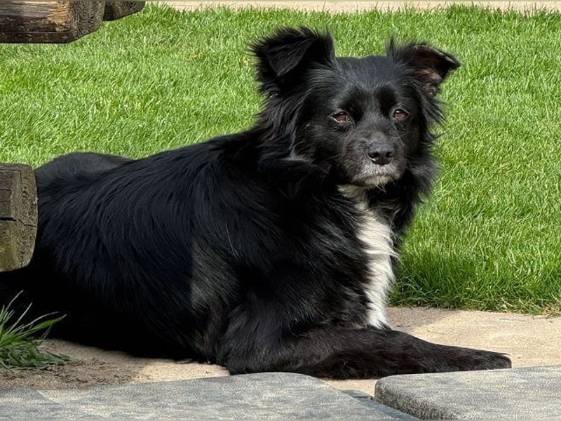 ♥ZELDA♥ auf Pflegestelle in Köln - ganz niedliche, kleine, noch etwas unsichere Hündin 41cm