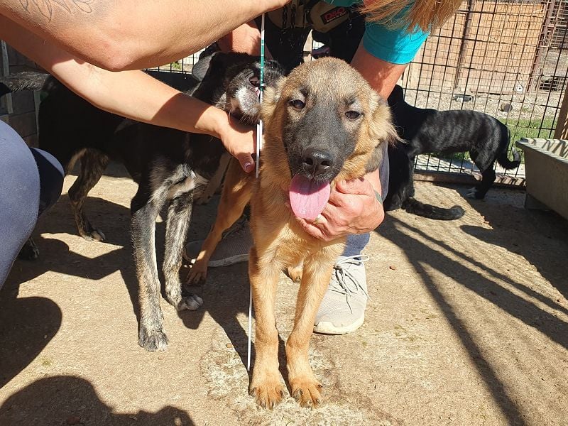 ♥PEBBELS♥ so menschenbezogene, verschmuste,verspielte Juniorin-ein echter Sonnenschein 40cm(wachsend