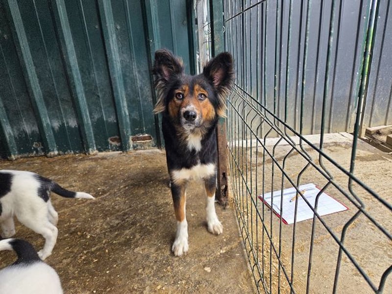 ♥SALOME♥ neu auf Pflegestelle bei Leverkusen - bildhübsche, sensible, kluge Hundemama 49cm