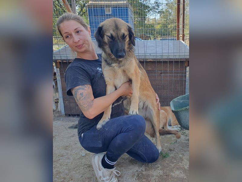 ♥KIKI♥ sanfte, ganz liebe, feinfühlige und nie aufdringliche Junghündin mit ganz weichem Fell 50 cm