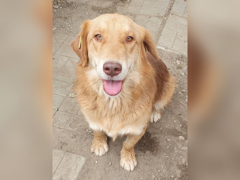 ♥CESAR♥ sehr menschenbezogener Rüde, der wie ein tiefergelegter Golden Retriever wirkt 45 cm