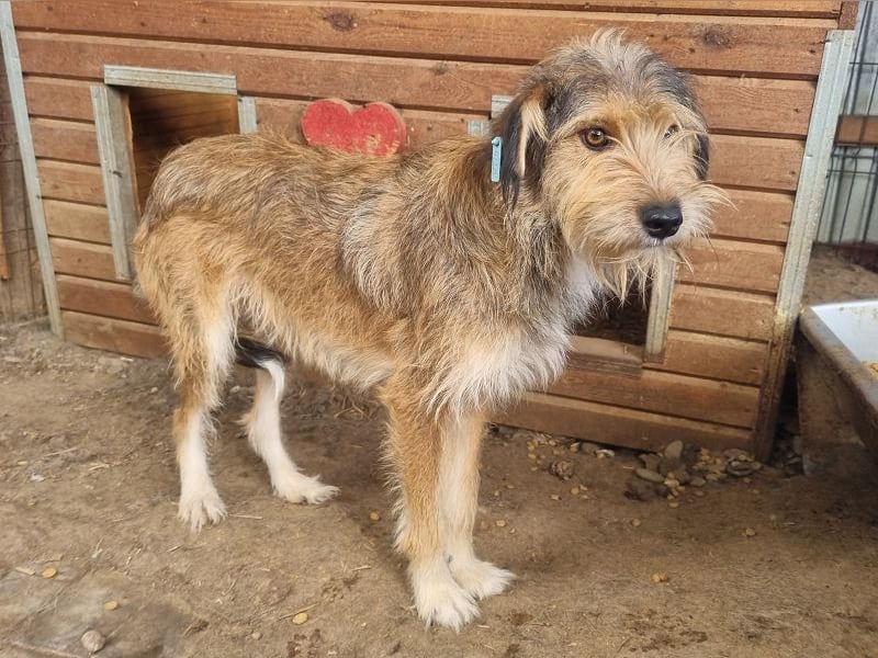 ♥SOUL♥ niedliche, anfangs noch vorsichtige Hündin mit dem zauberhaft getigerten Struppifell 47 cm