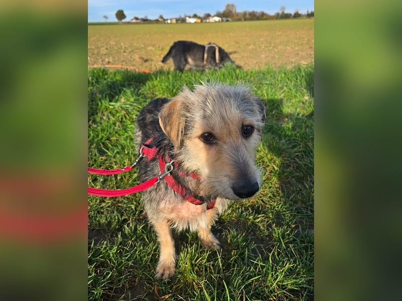 ♥COCO♥ auf Pflegestelle bei Köln - zuckersüße, ganz liebe kleinere Hündin - hat Epilepsie 43 cm