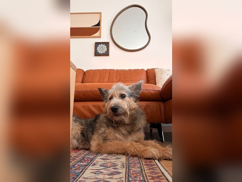 ♥LENI♥ auf Pflegestelle bei Düsseldorf - sehr sanfte, zarte, anhängliche Hündin 48 m