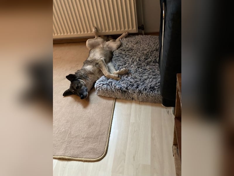 ♥LONKA♥ auf Pflegestelle in Köln - wunderschöne, verschmuste Hündin 42 cm