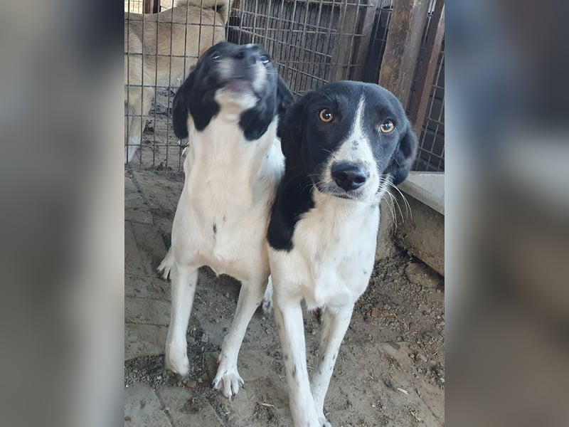 ♥SANCHO♥ wunderbarer, hübscher, anhänglicher, sensibler Jungrüde 48 cm