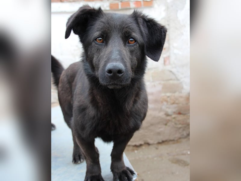 ⭐️COSTEL⭐️, lieber Charakter-Kopf, Rüde, 3,5 Jahre, 42 cm, Mischling, Tierschutz Rumänien
