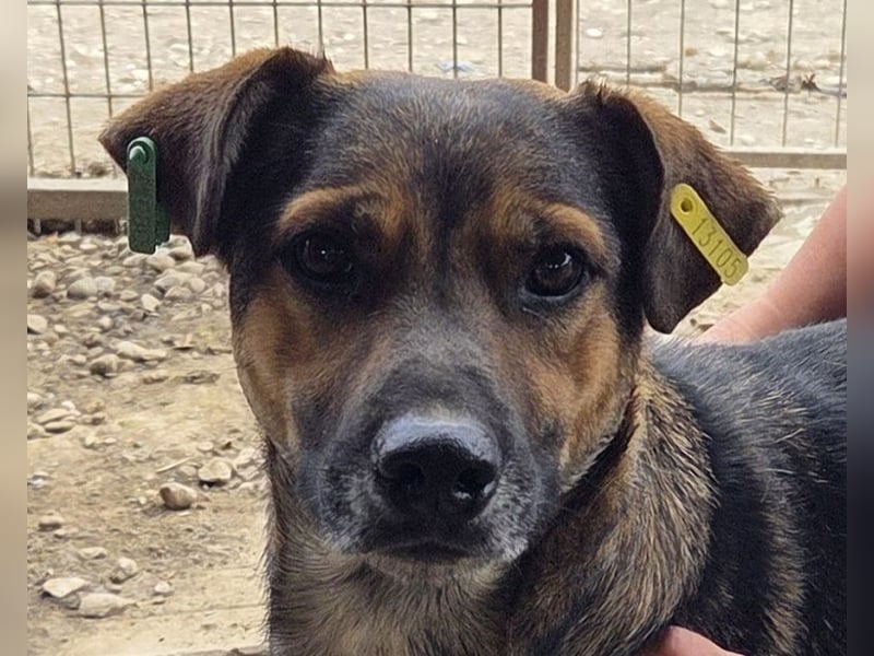 ♥BEN♥ Traumhund mit wundervollem Charakter, der auf seine Menschen wartet 49 cm