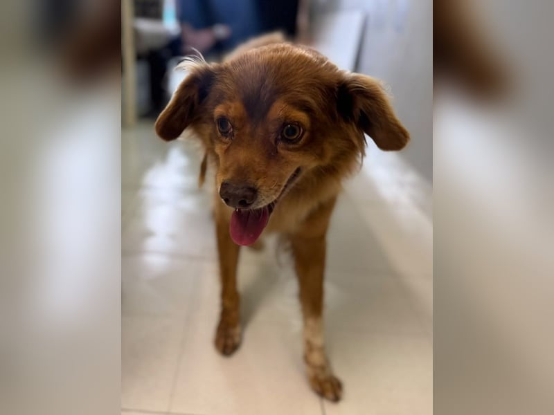 NOTFALL ♥BRUNO♥ hübscher, ruhiger, ganz lieber Hundeopi, der eine Familie hatte 43cm