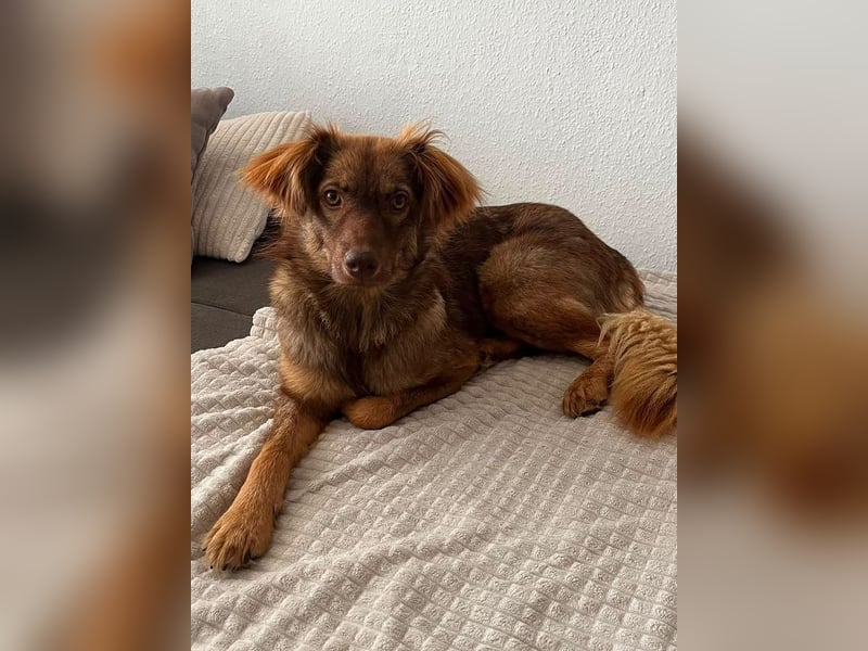 ♥BRUNJA♥ verliert ihr Zuhause in Köln - ganz menschenbezogene und unkomplizierte Junghündin 45cm