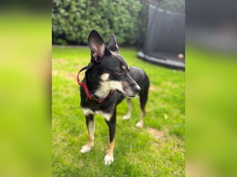 FENJA, süße Grinsebacke, Pflegestelle Köln,  4,5 Jahre, 43 cm, Tierschutz Rumänien