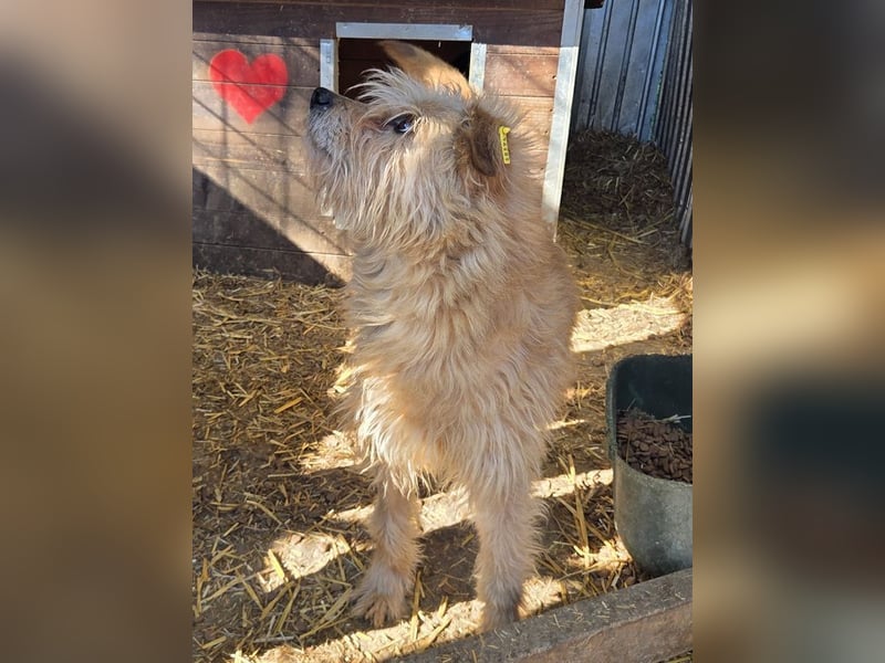 ♥PUMBA♥ hübsche, ruhige, sensible, ganz liebe Hündin mit längerem Fell 47 cm