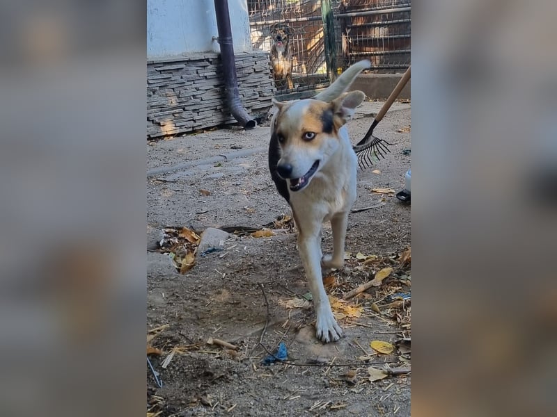 ⭐PICCOLO⭐, Rüde, 1,5 Jahre, 45 cm, Mischling, Tierschutz Rumänien