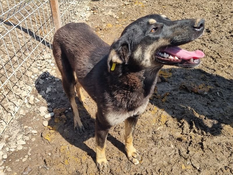 ♥SAFARI♥ sehr menschenbezogener, verschmuster Schatz,der so gar nichts im Tierheim verloren hat 49cm