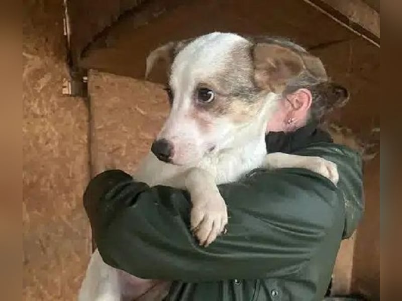 ♥FANA♥ zuckersüße, verspielte und ganz zutrauliche Juniorin 40-45 cm (etwas wachsend)