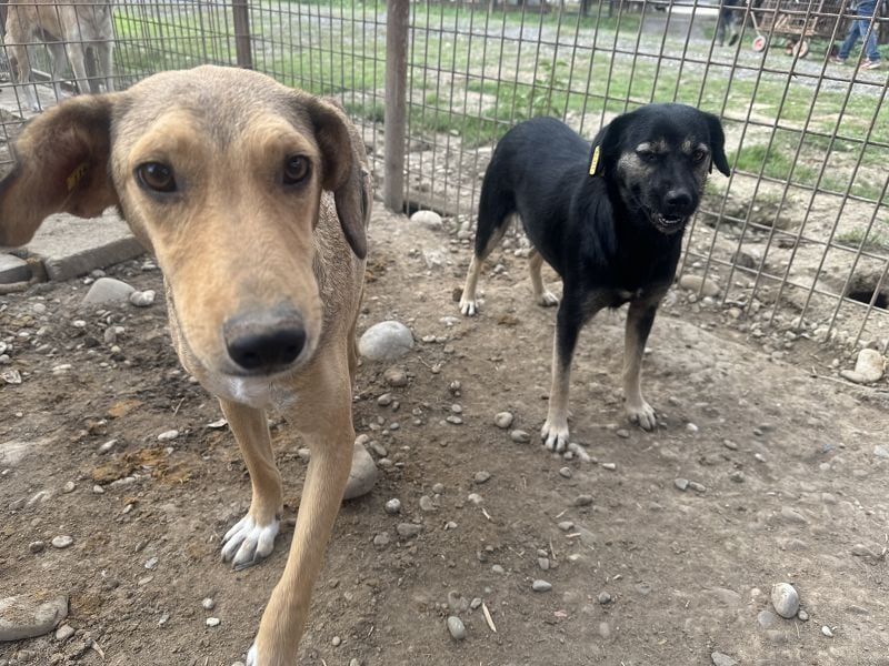 ♥QUERIDO♥ wunderschöner, zarter, etwas zurückhaltender Schatz 49 cm