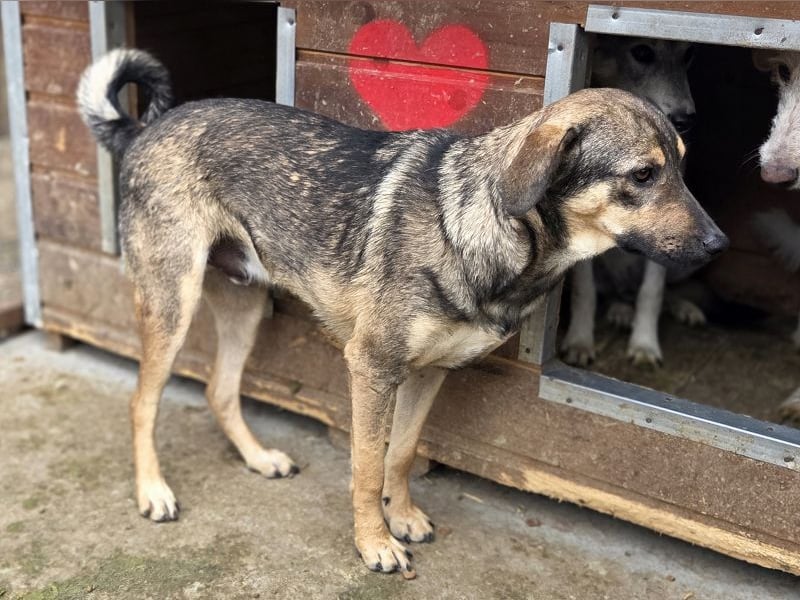 ♥RIO♥ verschmuster, ruhiger, liebevoller und verspielter Jungspund 50 cm