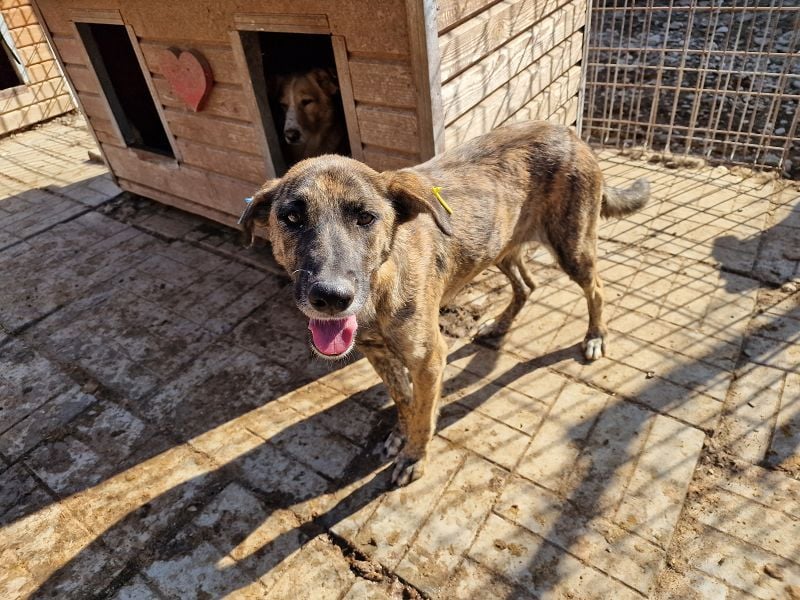 ♥JOELINA♥ super liebe, verschmuste hübsche gestromte Hündin 49 cm