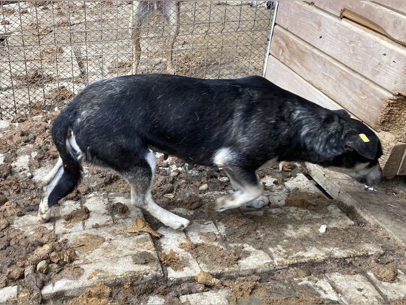 ♥RONI♥ sanfte,hübsche, liebe,anfangs noch schüchterne Hündin,die sicher schnell Vertrauen fasst 47cm