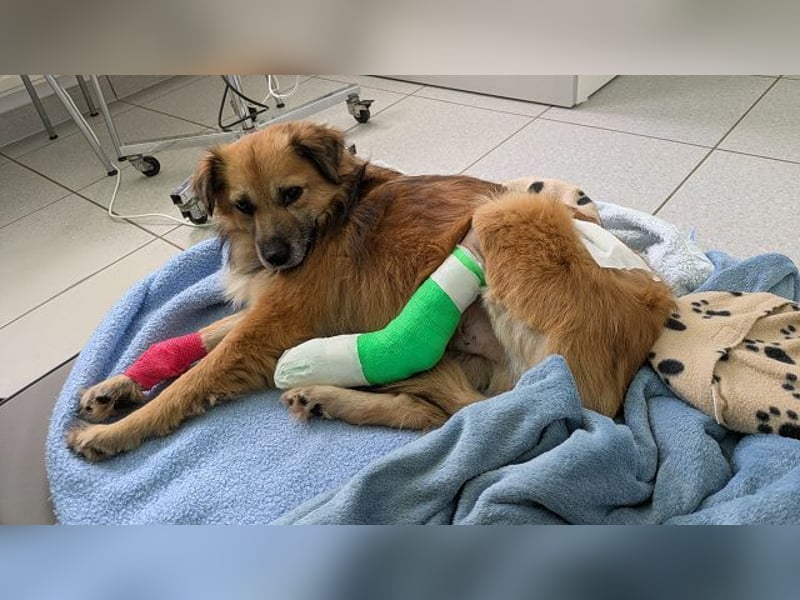 ♥DIDRIK♥ auf Pflegestelle bei Köln - süßer, lieber, dankbarer, blinder Purzel 45 cm