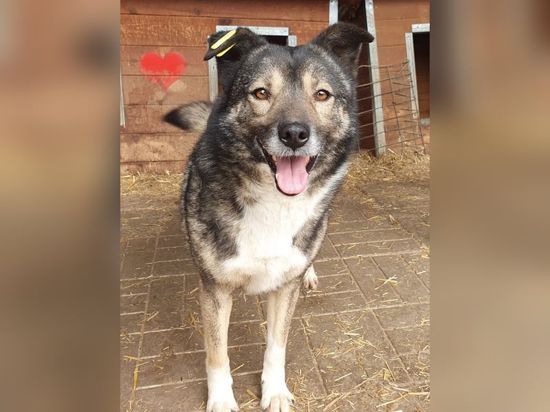 ♥ALINA♥ zauberhafte, verschmuste gute Laune-Hündin 48 cm