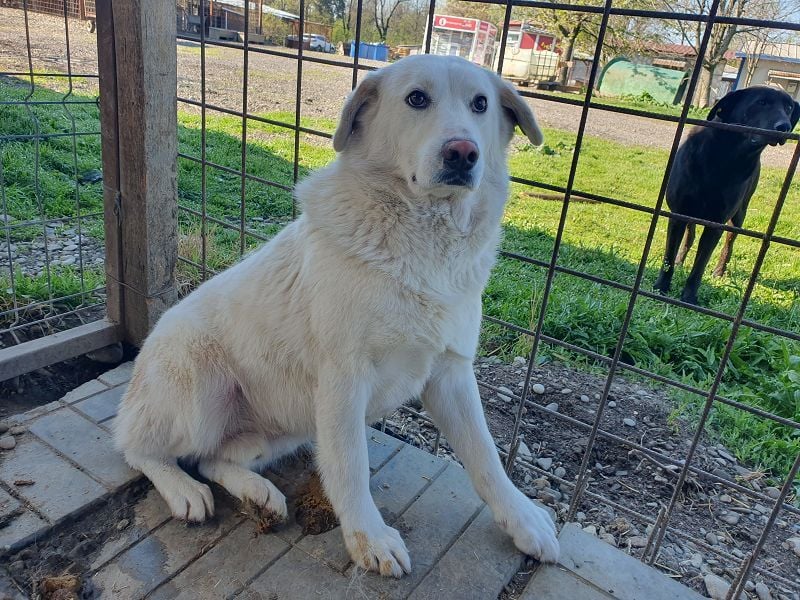 ♥JANOSCH♥ hübscher, sehr lieber, anfangs noch vorsichtiger Labrador-Mix-Rüde 48 cm