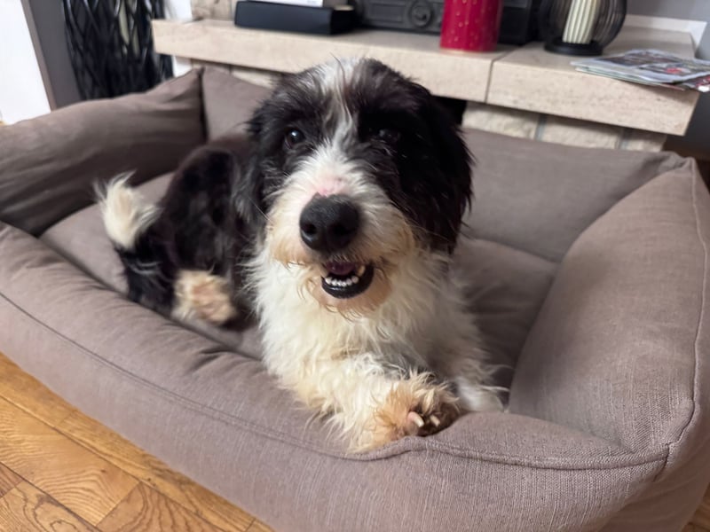 ♥OLE♥ neu auf Pflegestelle bei Köln - süßer, unkomplizierter, lieber Rüde mit tollem Charakter 45cm