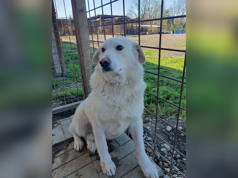 ♥JANOSCH♥ hübscher, sehr lieber, anfangs noch vorsichtiger Labrador-Mix-Rüde 48 cm