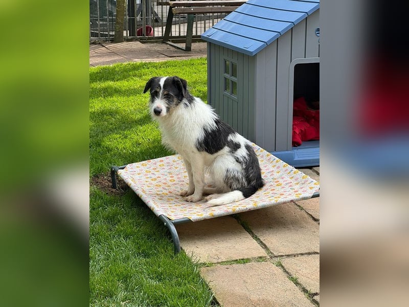 ♥FLORENCE♥ neu auf Pflegestelle in Köln - bezaubernde, anfangs noch vorsichtige Hündin 47 cm
