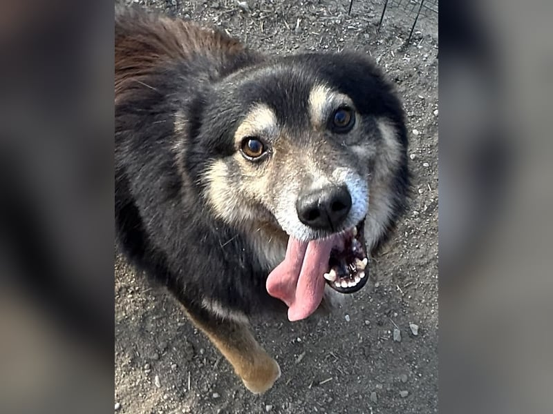 ⭐️SAERO⭐️, idealer Familienhund, Rüde, 4,5 Jahre, 46 cm, Mischling, Tierschutz Rumänien