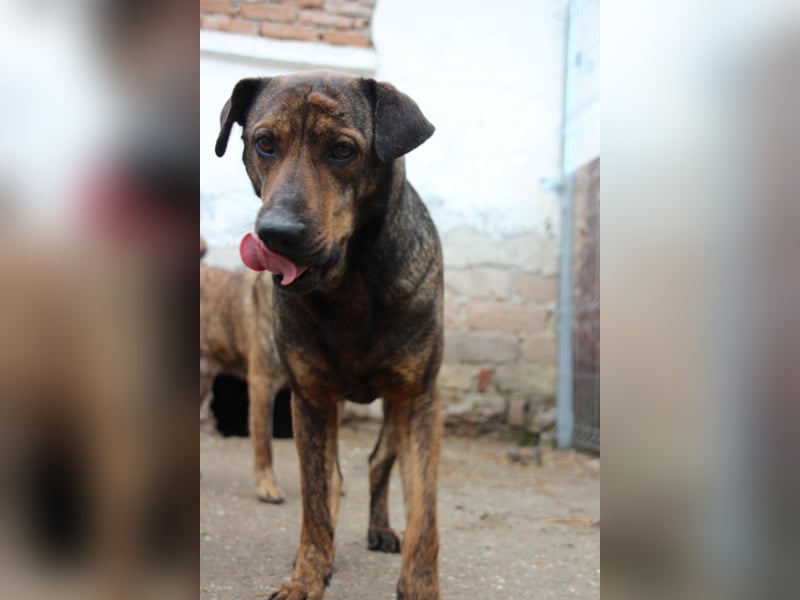 ⭐️ZICO⭐️, besonderes Seelchen, Rüde, 4 Jahre, 48 cm, Mischling, Tierschutz Rumänien