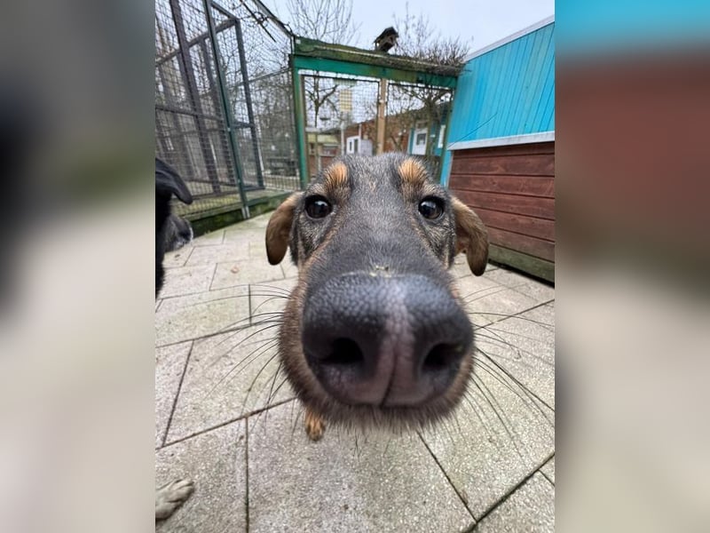 ♥FEE♥ auf Pflegestelle bei Köln - hübsche, ruhige, eher zurückhaltende, unkomplizierte Juniorin 49cm
