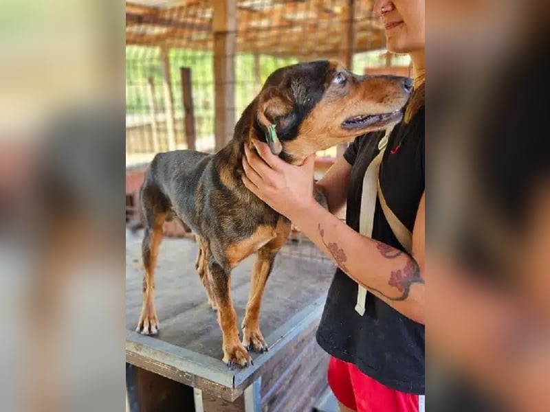 ♥GAROU♥ wunderschöner rotbraun-schwarzer, anhänglicher Rüde mit unglaublicher Lebensfreude 50 cm